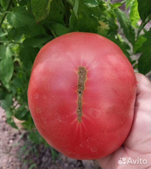 Семена помидор розовых, домашние, 200-300 гр