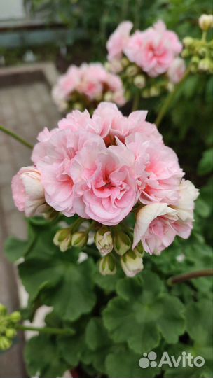 Герань пеларгония Ириол -Итернайт