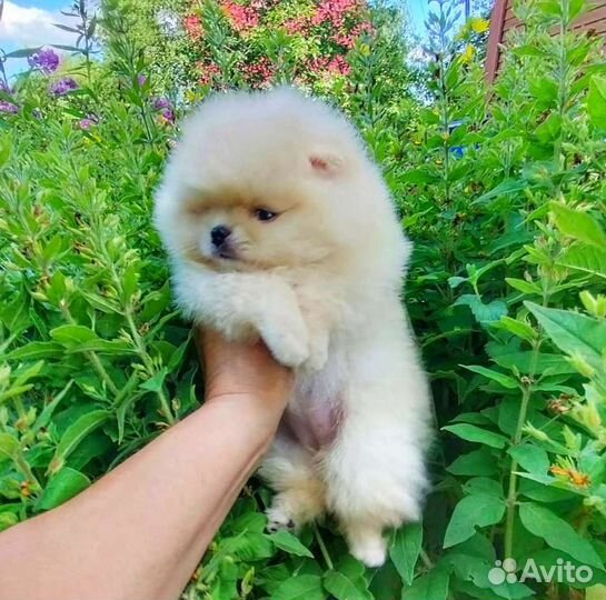 Померанский шпиц мини