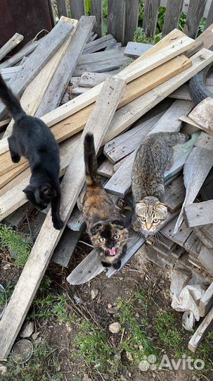 Котята в добрые руки