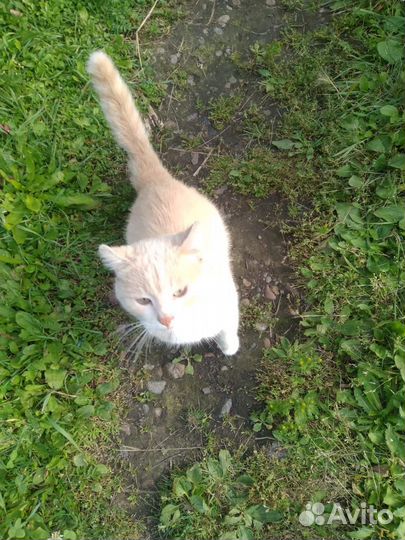 Кот в добрые руки