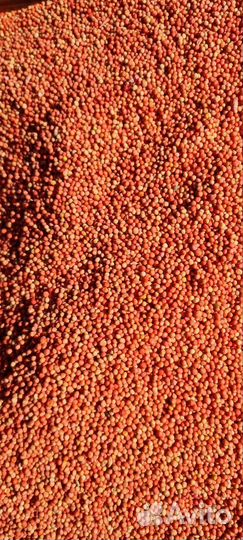 Горчица белая семена