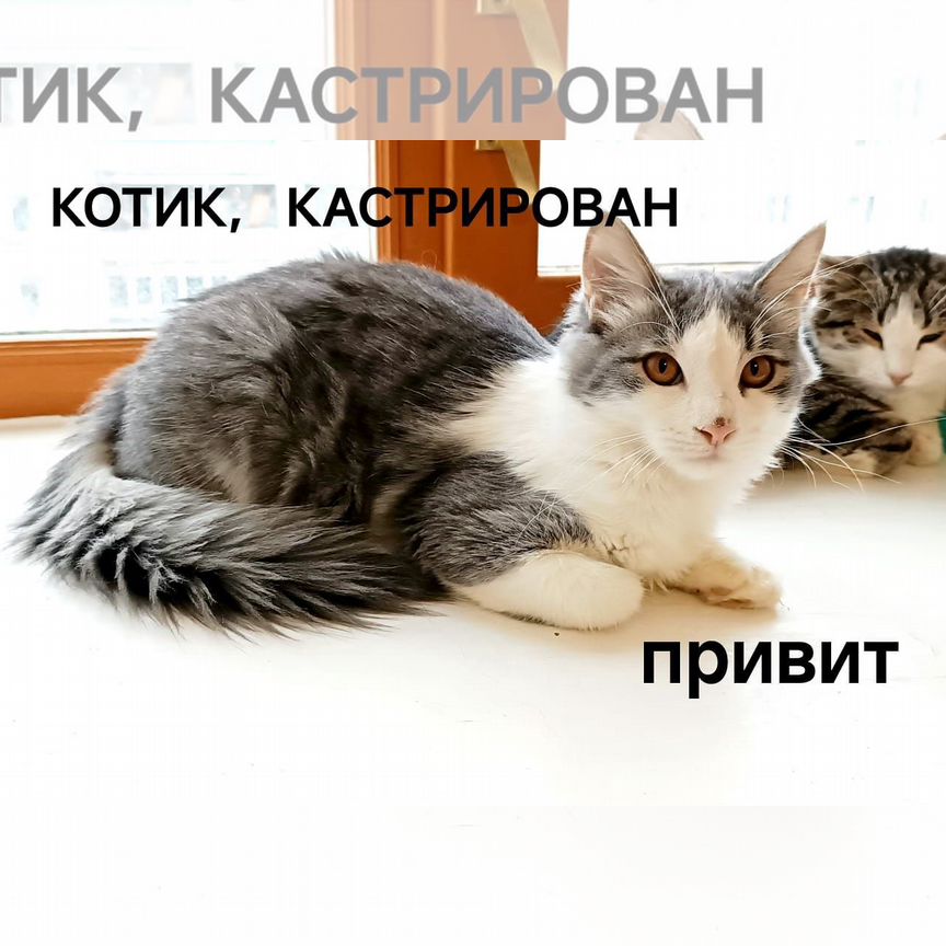 Супер ласковые коты и кошки, кто любит ручных