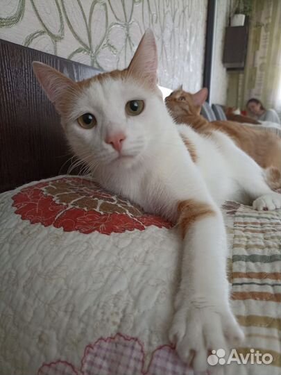 Котик в дар