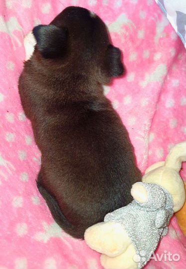 Очень кукольная минюшечка чихуахуа,доставка