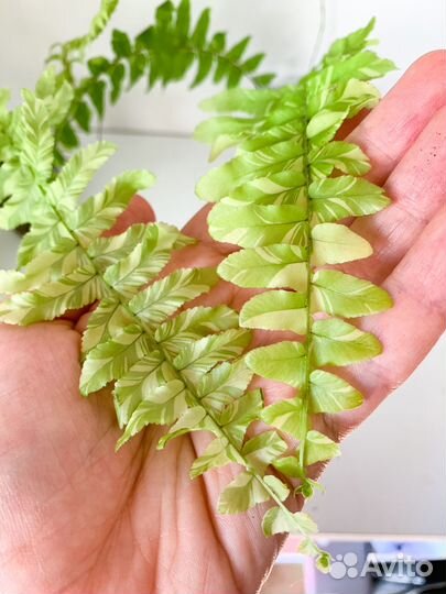 Комнатные растения 2