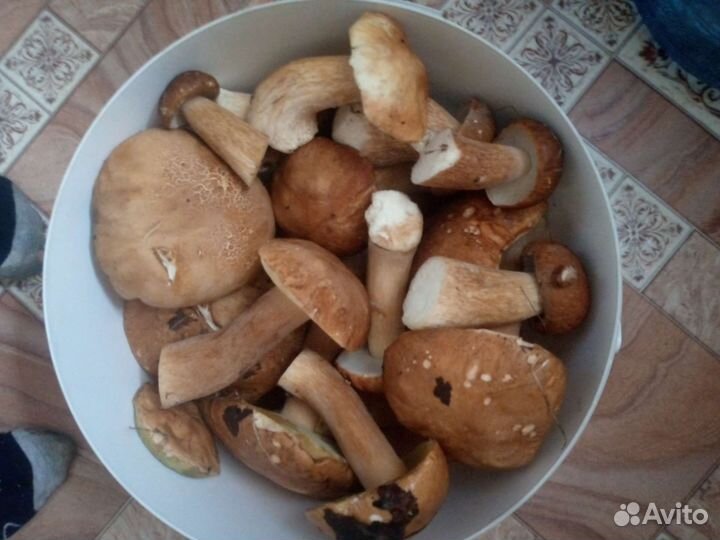 Грибы белые