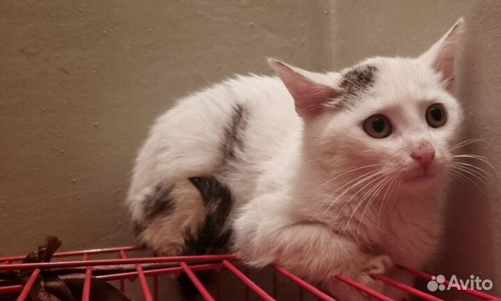 Отдам в добрые руки