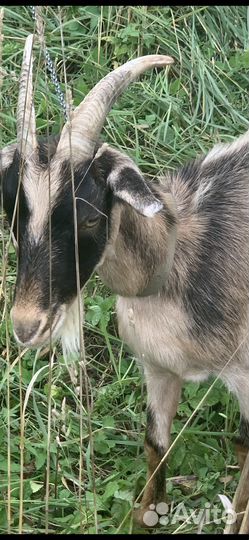 Коза дойная молочная