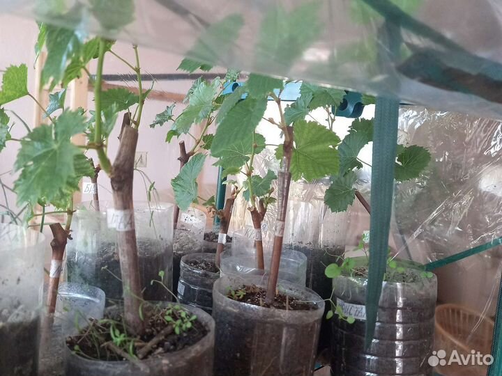 Саженцы винограда