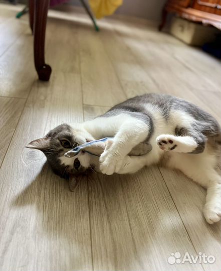 Томас в добрые руки