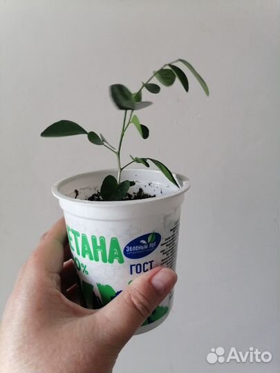 Мурайя низкорослая