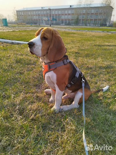 Щенок бигль мальчик