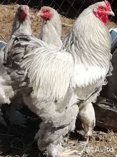 Инкубационное яйцо брама, кохинхин, цыплята