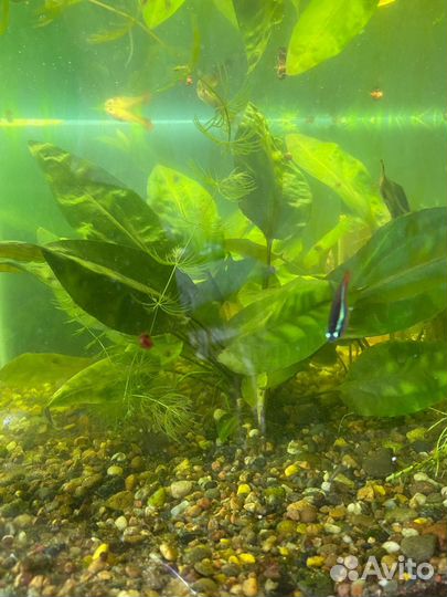 Продам аквариум с рыбками