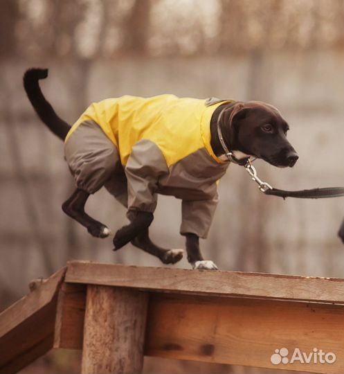 Дрессировка. Набор новой группы по окд на октябрь