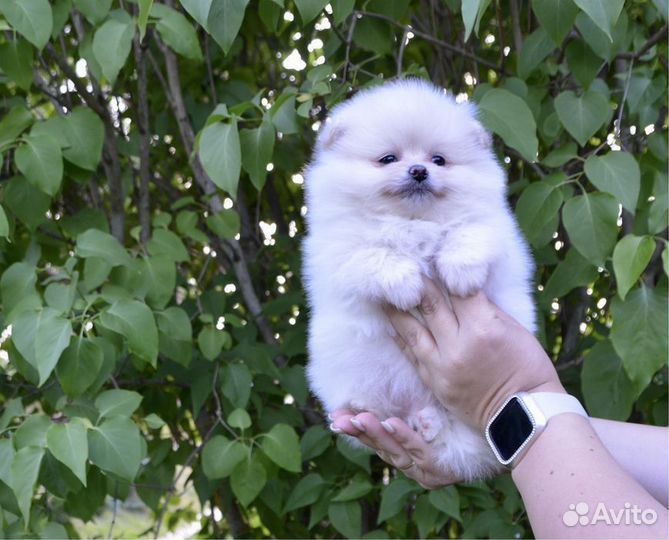 Щенки померанского шпица мини