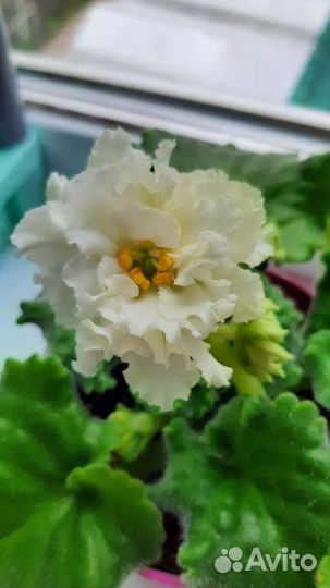 Листики фиалок(свежесрезанные)