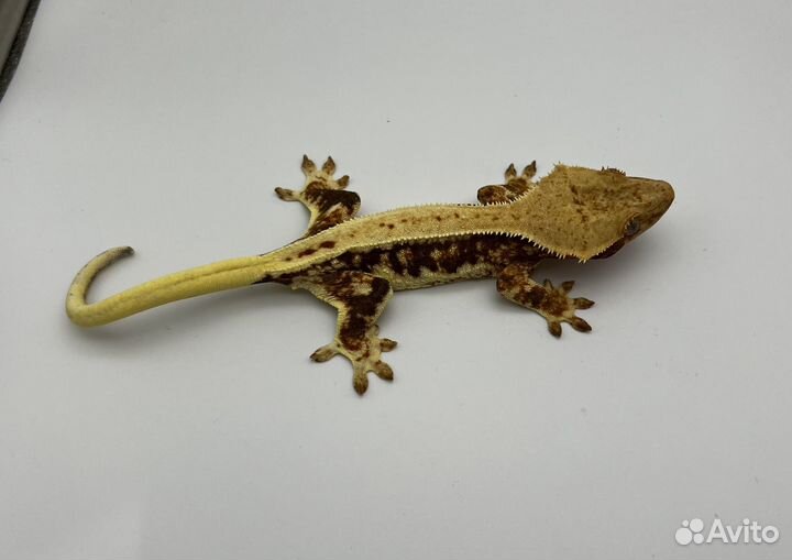 Самки реснитчатого бананаеда, морфы Lilly White