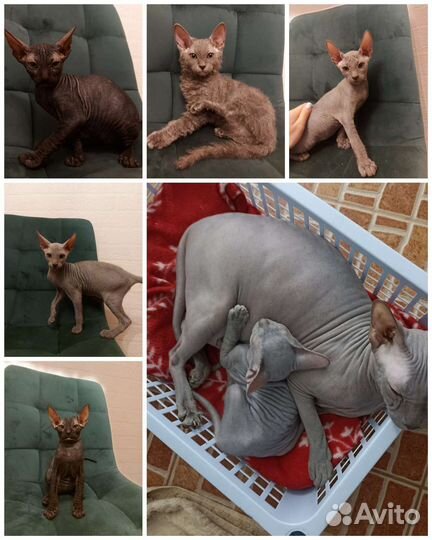 Канадский сфинкс браш