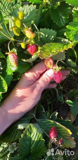 Хоста. Растения для сада