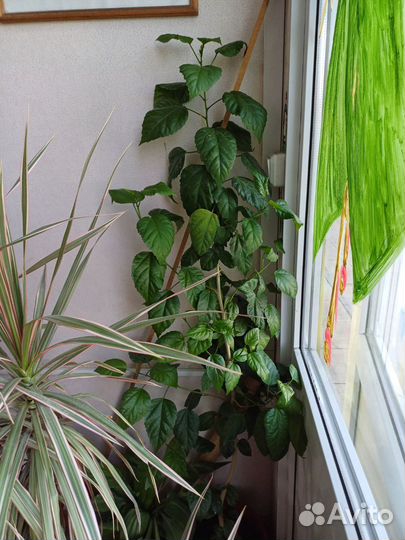 Китайская. Роза