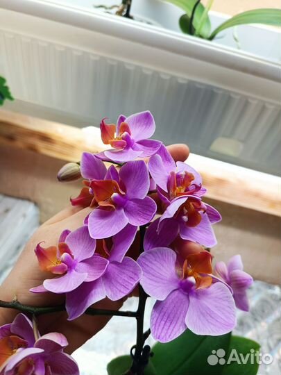 Орхидея Санта роз