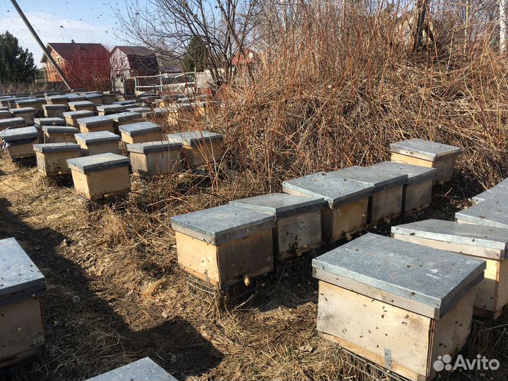 Продам пчел