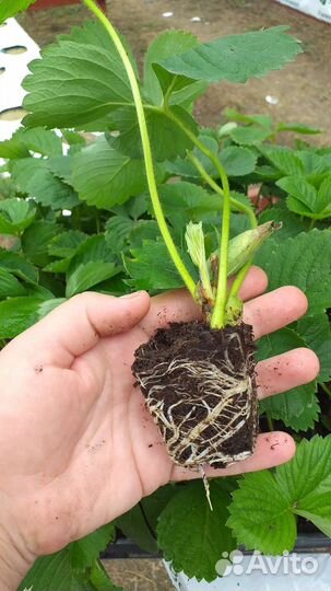 Рассада клубники