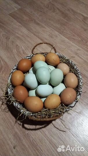 Инкубационное яйцо