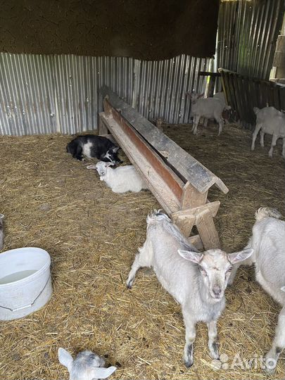 Козы дойные