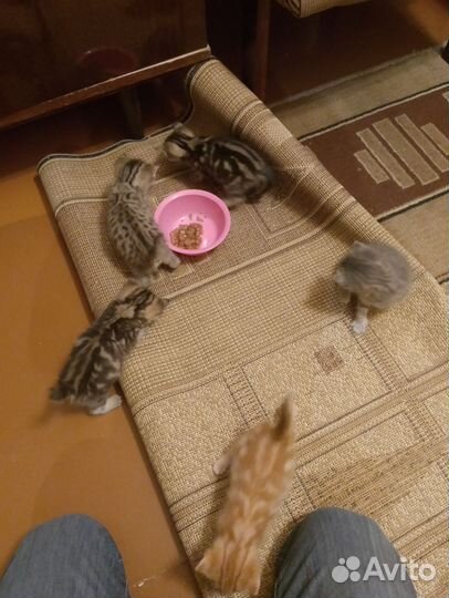 Котята отдам бесплатно