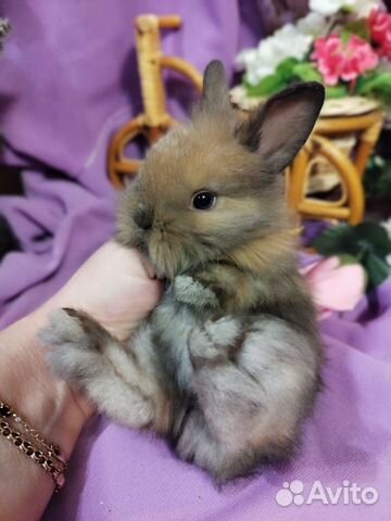 Кролики декоративные карликовые mini объявление продам