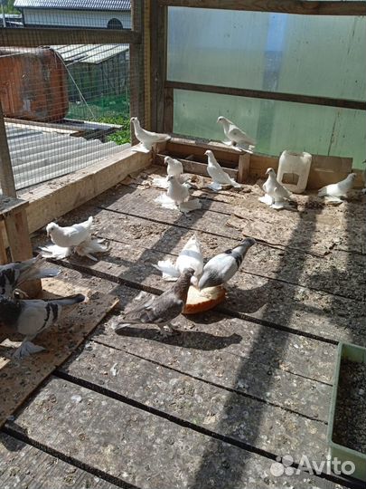 Продам голубей