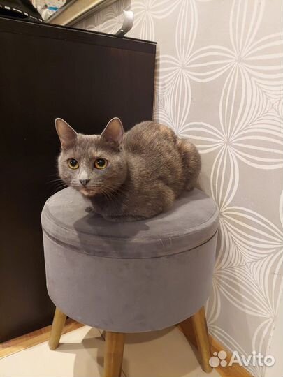 Очаровательная кошечка Хлоя 1 годик