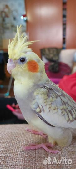 Птенцы попугая кореллы