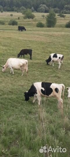 Корова дойная