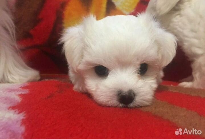 Бишон фризе