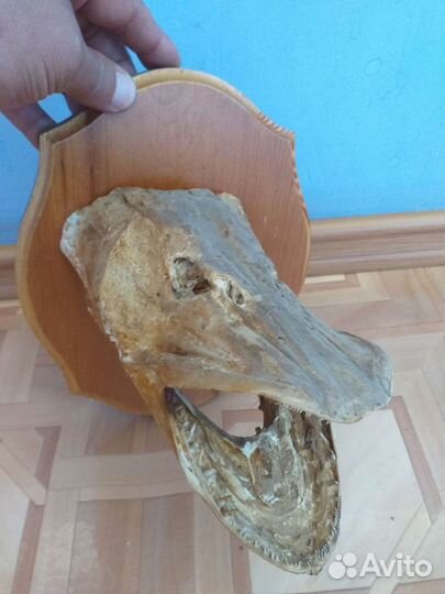 Чучело головы щуки