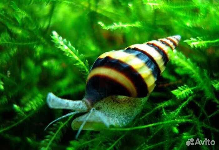 Хелена улитка