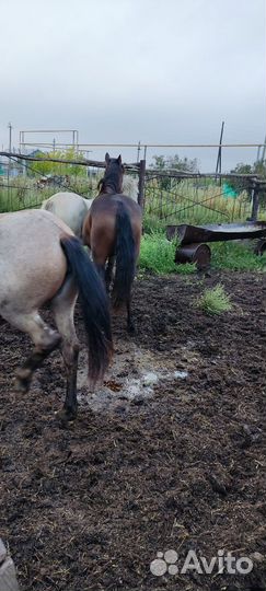 Лошади, жеребчики