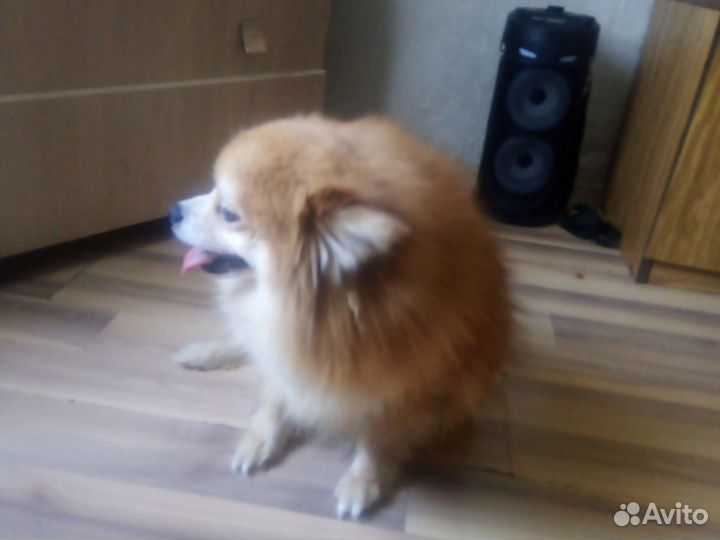 Девочка шпиц