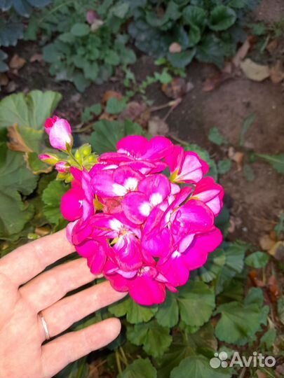 Пеларгония