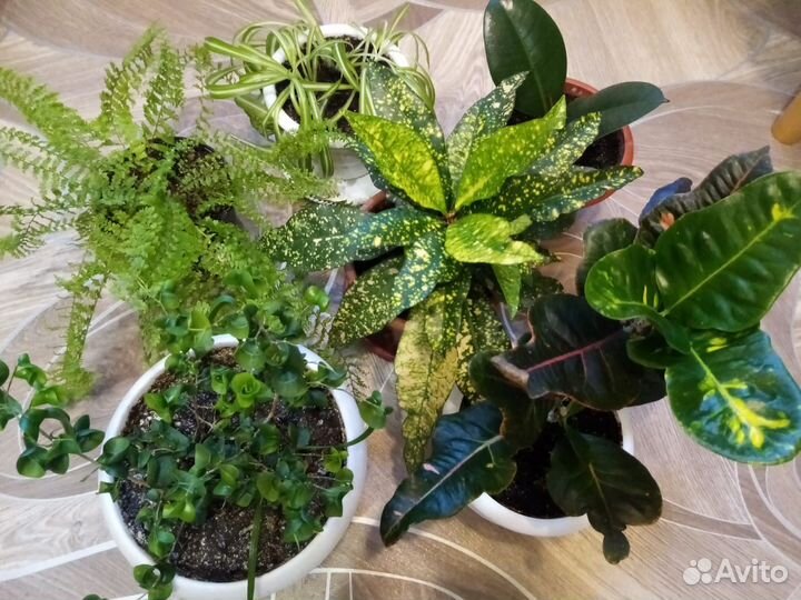 Комнатные цветы