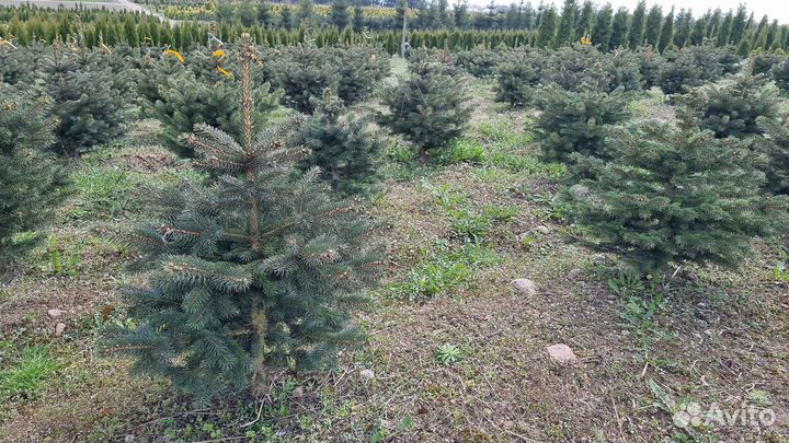 Туя, ель на участок