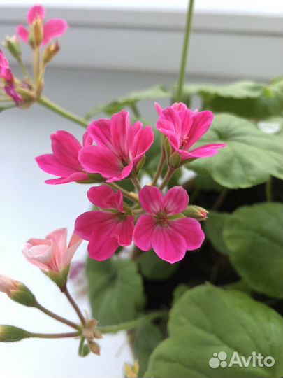 Пеларгония герань