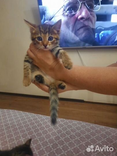 Кошка в дар