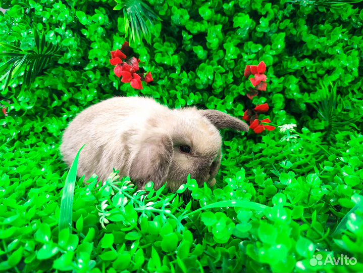 Мини Карликовый кролик - минор, самый маленький
