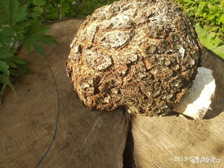 Кап,сувель березовый