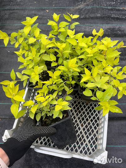 Спирея Японская Голдфлейм Голдмаунд